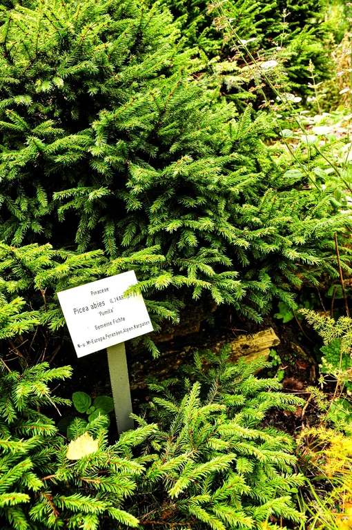 Picea abies 'Pumila'