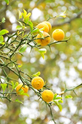 Poncirus trifoliata