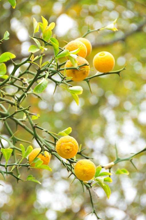 Poncirus trifoliata.jpg