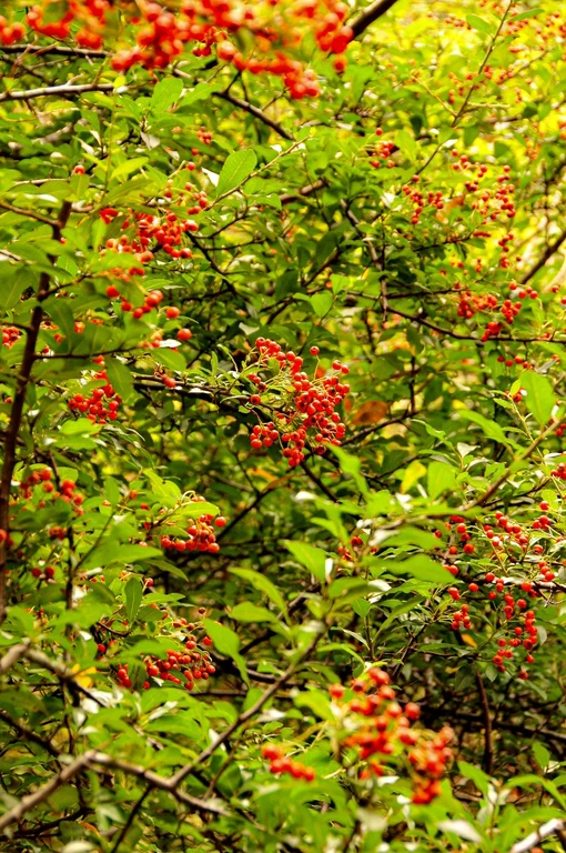 Pyracantha coccinea