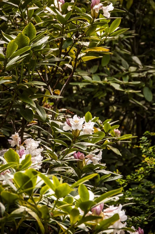 Rhododendron x 'Cunningham's white'