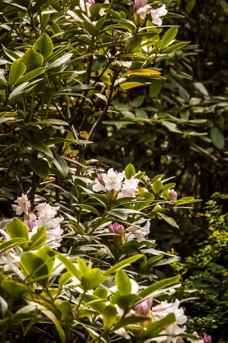 Rhododendron_x_'Cunningham's white'.webp