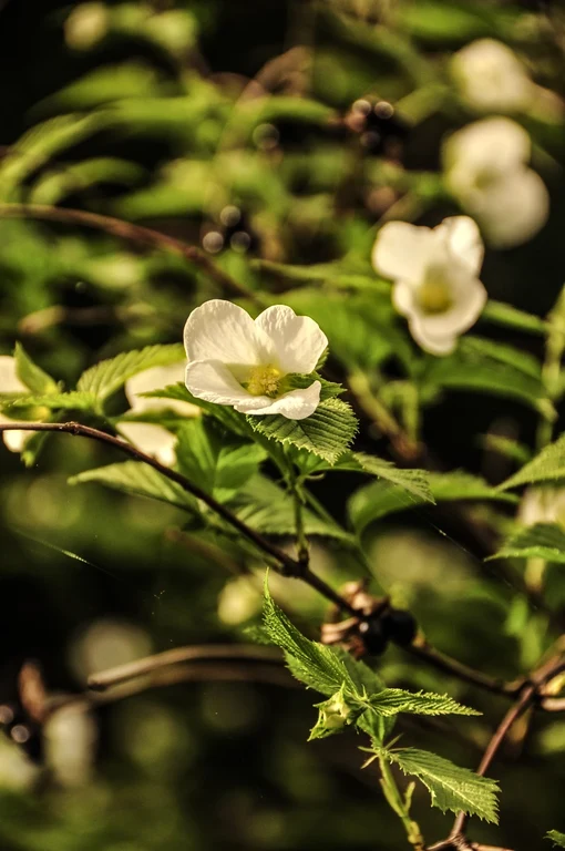 Rhodotypos scandens