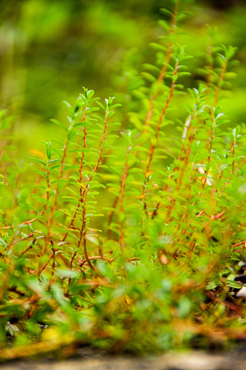 Salix hylematica.webp