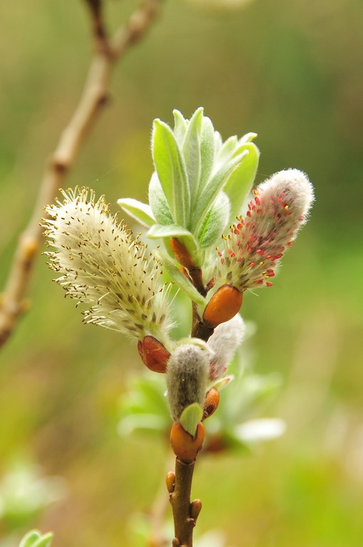Salix helvetica