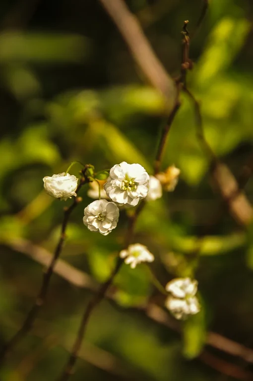 Spiraea prunifolia
