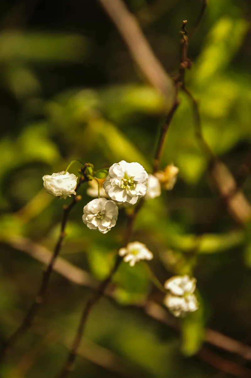 spiraea_prunifolia.webp