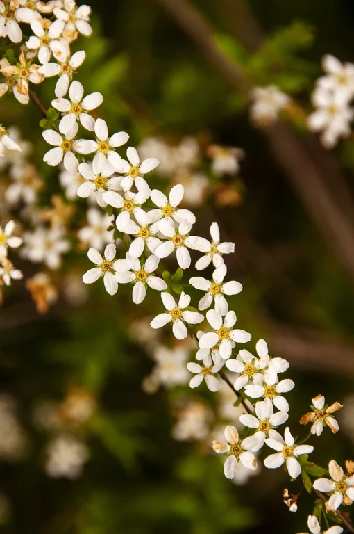 Spiraea thunbergii