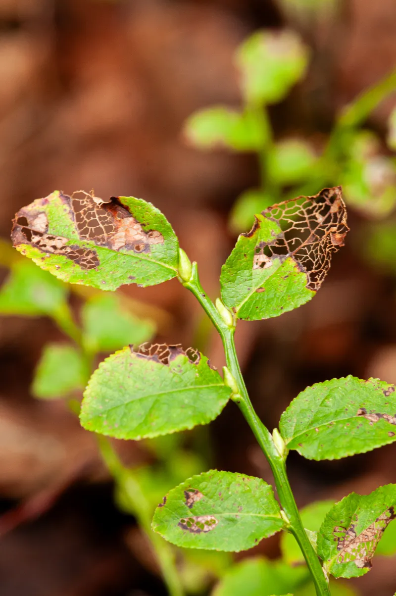 Vaccinius_myrtillus.webp