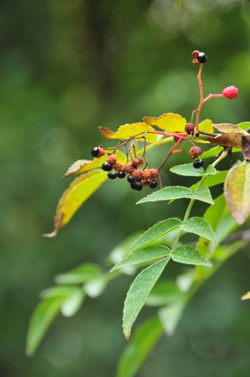 Zanthoxylum piperitum