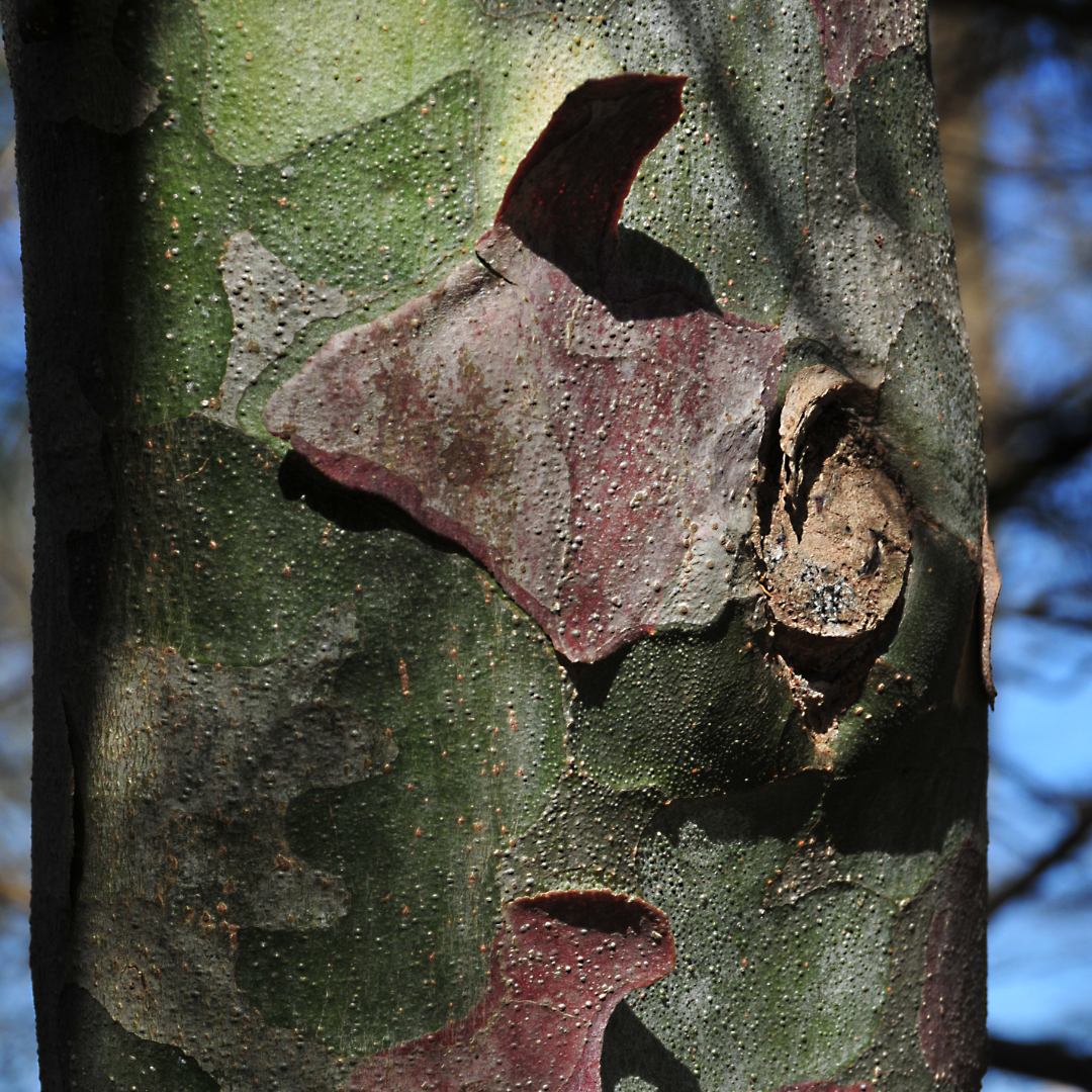 Pinus bungeana