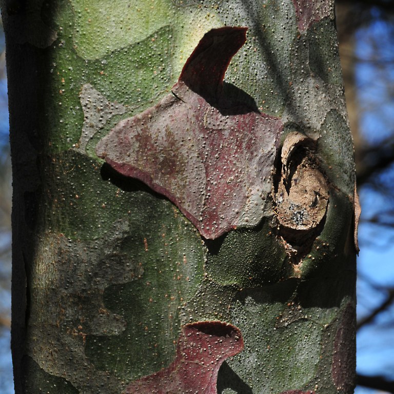 Pinus_bungeana.jpg