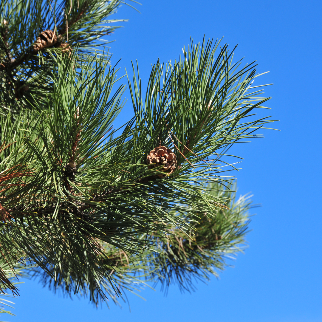 Pinus_nigra2.jpg