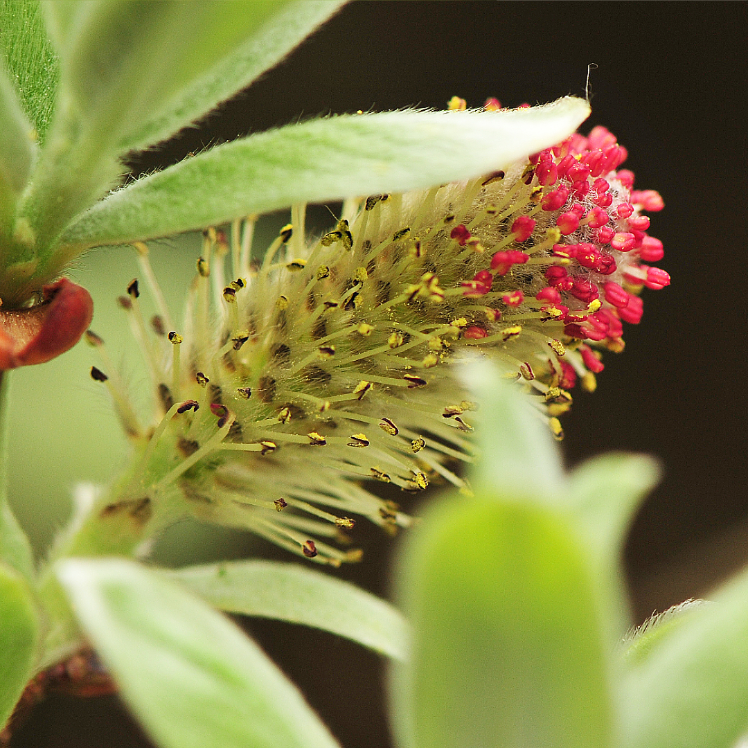 Salix helvetica