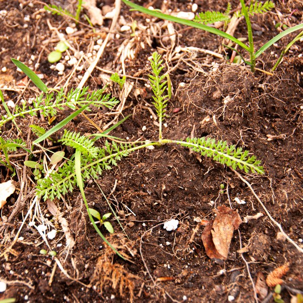 Achillea millefolium