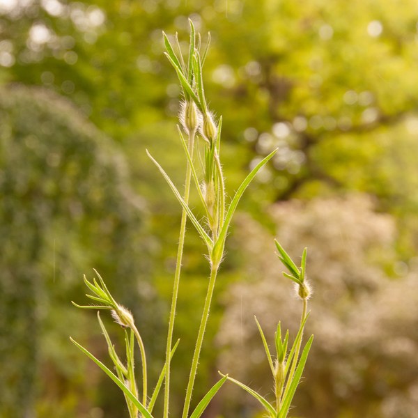 Agrostemma githago