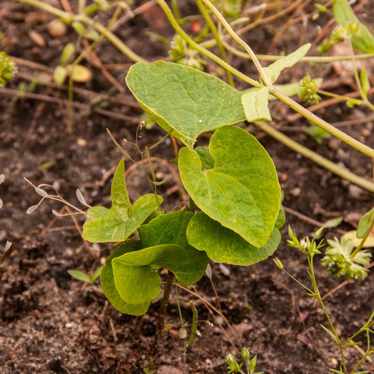 Aristolochia clematitis.jpg