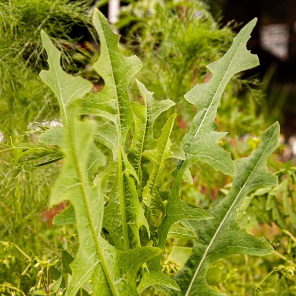 Lactuca serriola
