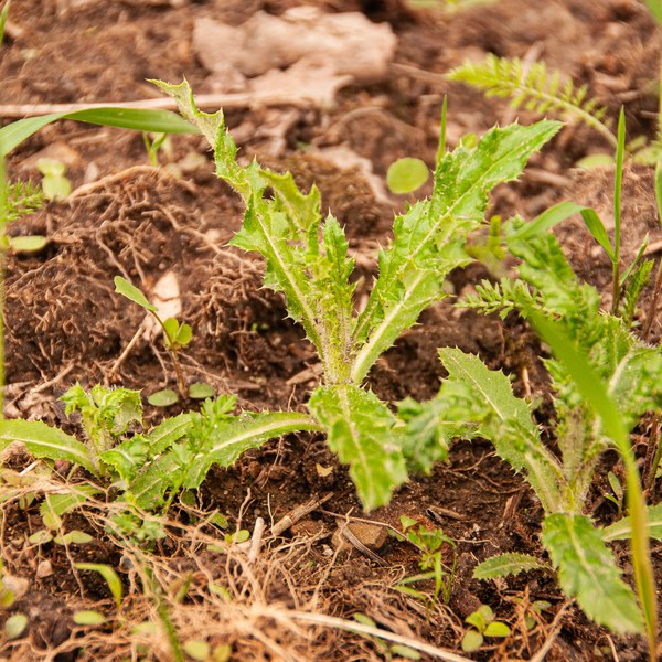 Cirsium arvense