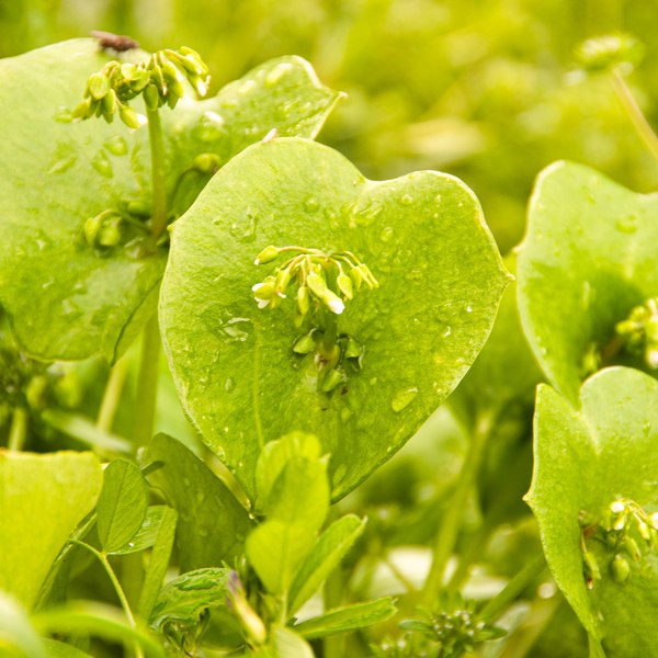 Claytonia perfoliata