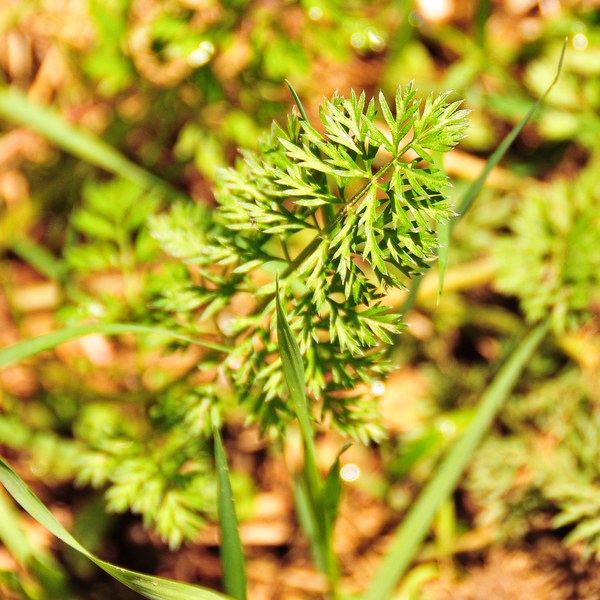 Daucus carota