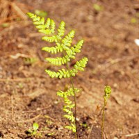 Dryopteris dilatata.jpg