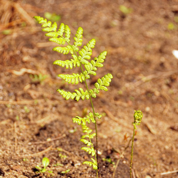 Dryopteris dilatata