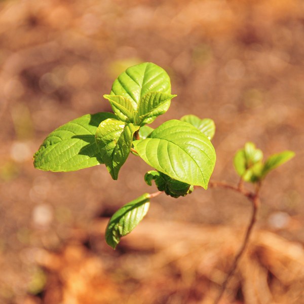 Frangula alnus