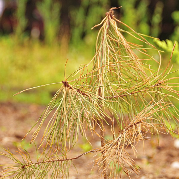 Pinus sylvestris