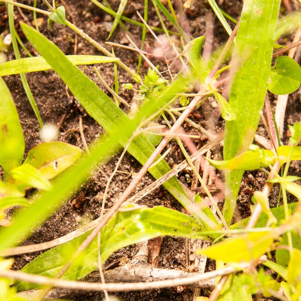 Plantago lanceolata