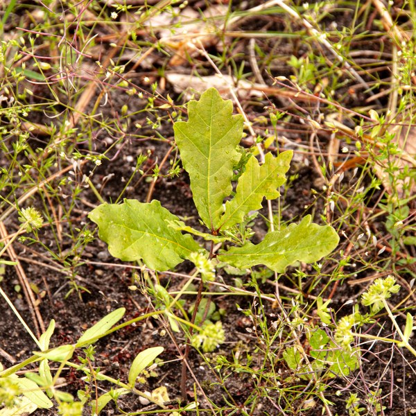 Quercus robur