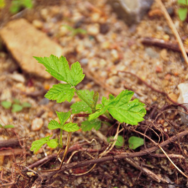 Rubus spec.