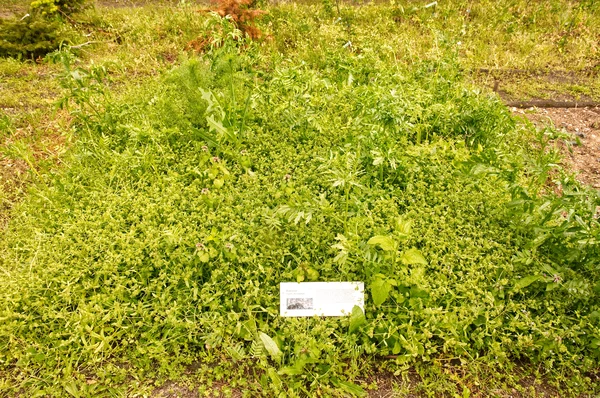 Kompost Späth-Arboretum