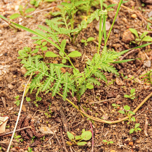 Tanacetum vulgare