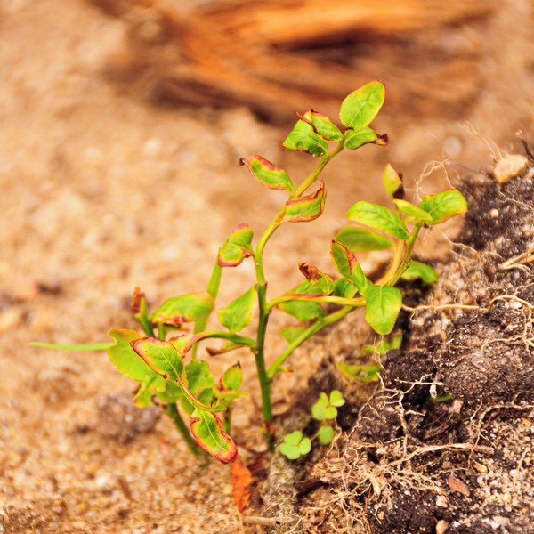 Vaccinium vitis-idaea