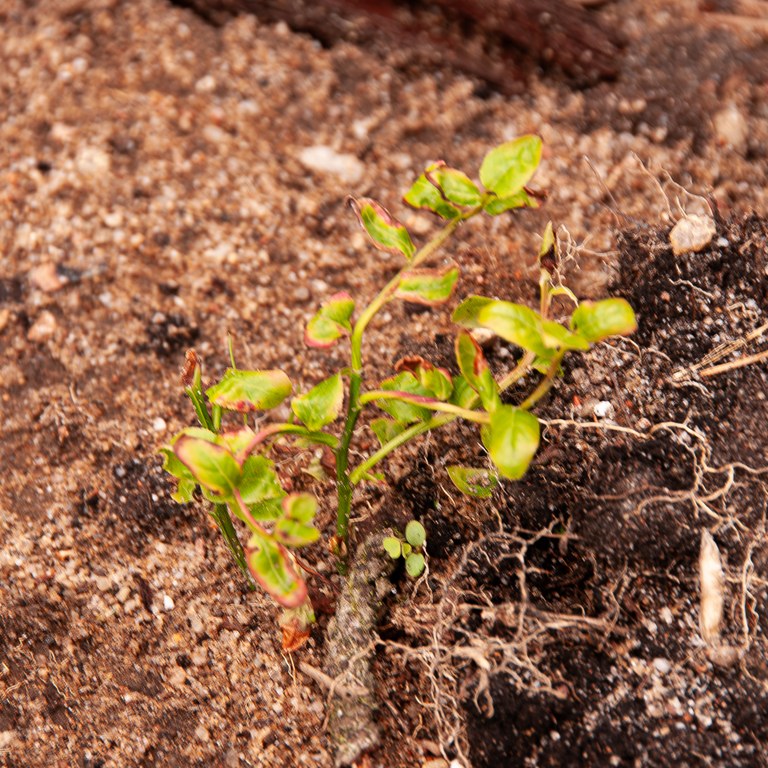 Vaccinium vitis-idaea.jpg