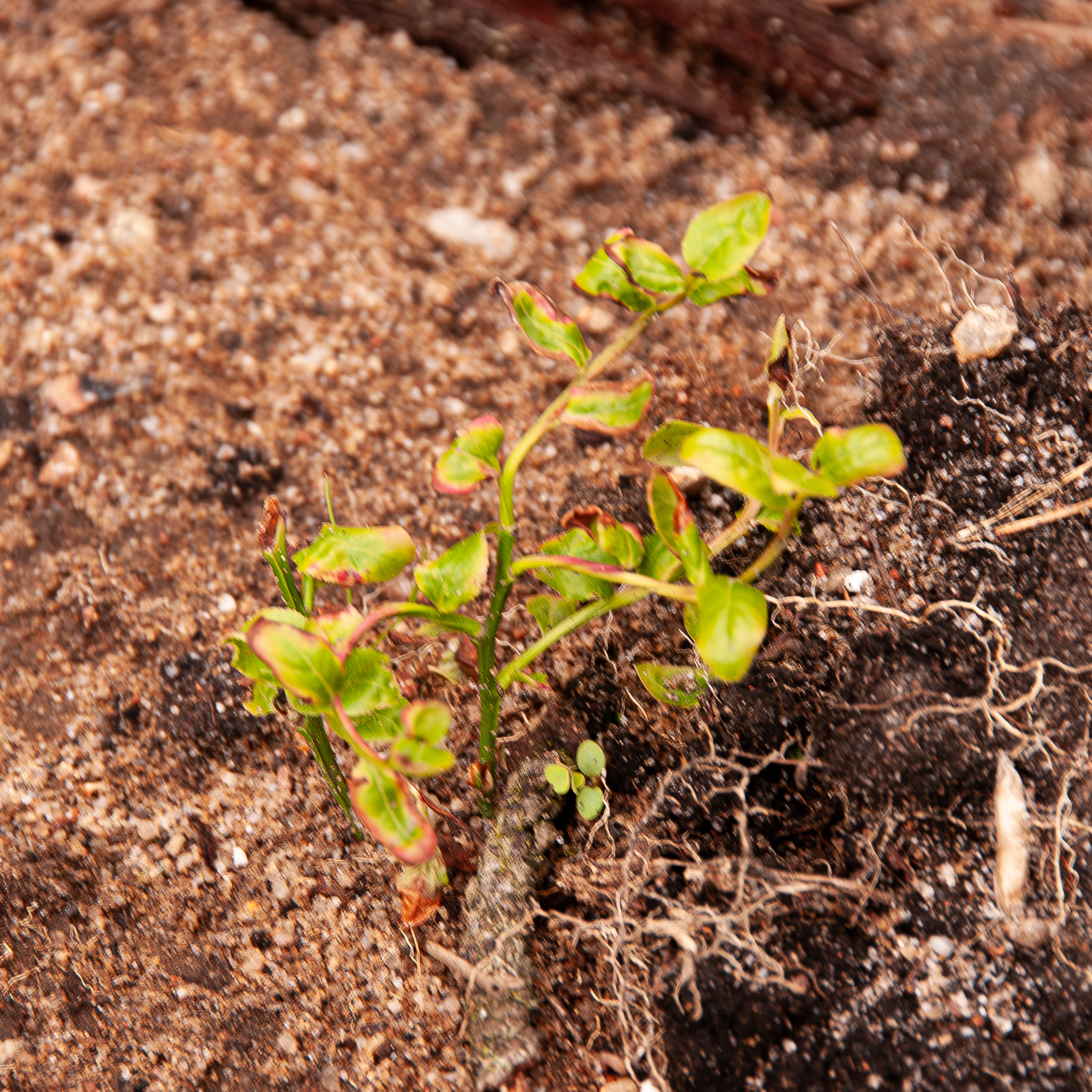 Vaccinium vitis-idaea.jpg