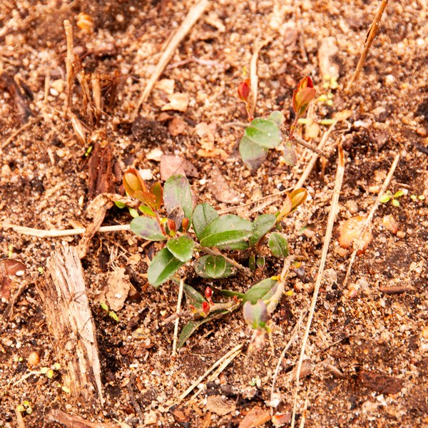 Vaccinium myrtillus
