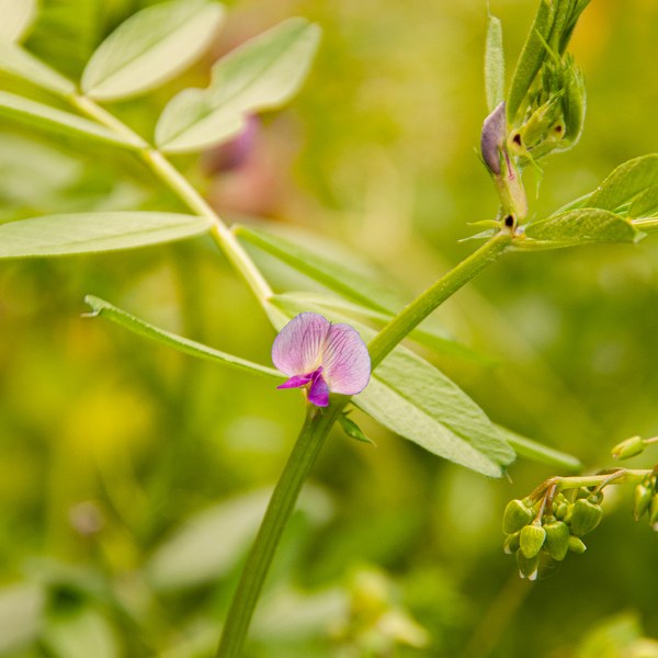 Vicia sativa