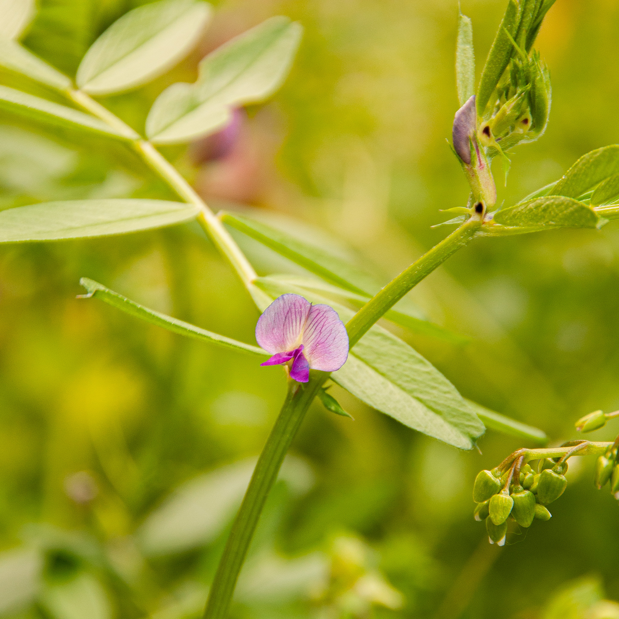 Vicia sativa.jpg
