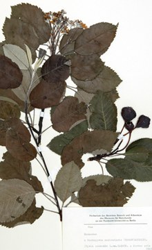 20170523_Arboretum_Erle_Foto Heike Zappe_6239_220x360.jpg