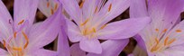 Herbstzeitlose (Colchicum autumnale) Herbstzeitlose (Colchicum autumnale)