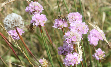 Armeria maritima subsp. elongata, Foto Anika dreilich_360x220.jpg