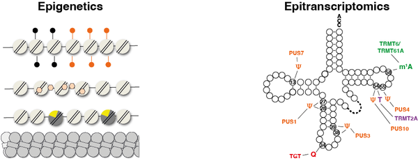 Research in the Ehrenhofer-Murray lab focuses on epigenetic and epitranscriptomic mechanisms that regulate transcription and translation in unicellular yeasts, pathogenic bacteria, and human cells.