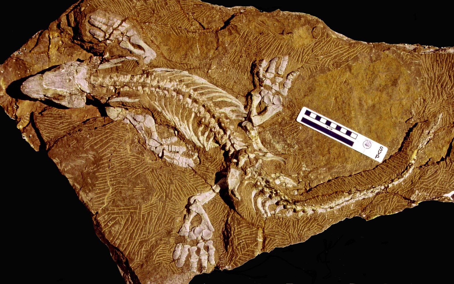 Orobates fossil.jpg