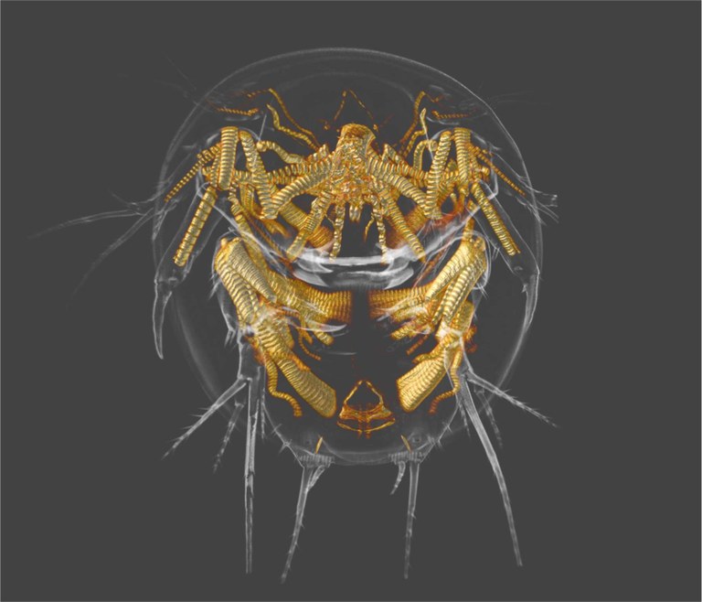 Tigriopus.JPG