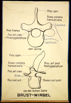 ASk 03 Brust-Wirbel.jpg