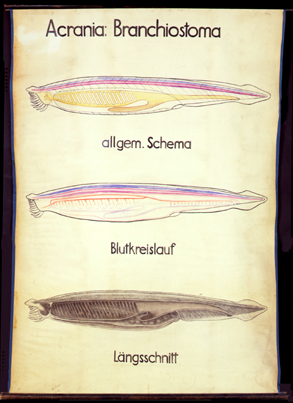 Ac 01-Acrania Branchiostoma.jpg