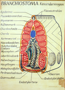 Ac 02-Branchiostoma.jpg