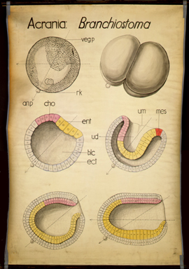 Ac 04-Acrania.jpg